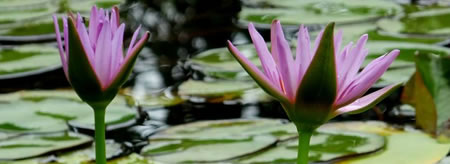 20140704_water_lily